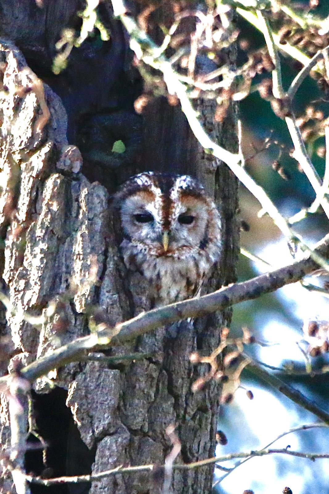  Tawny Owl 
